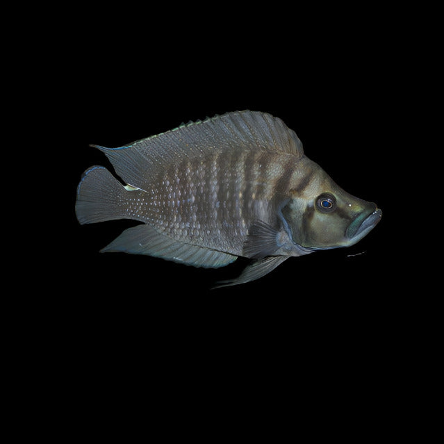 Altolamprologus Compressiceps Kabogo 2inch