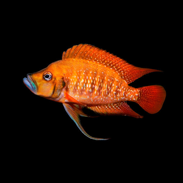 Altolamprologus compressiceps firefin 2"