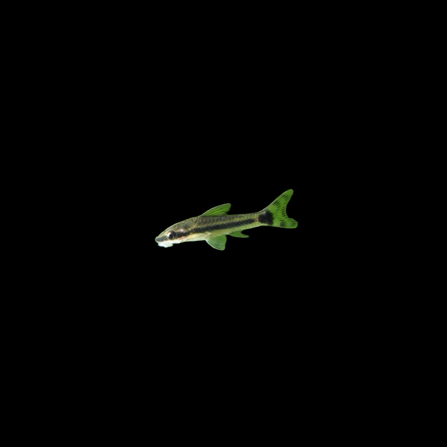 Ottocinclus
