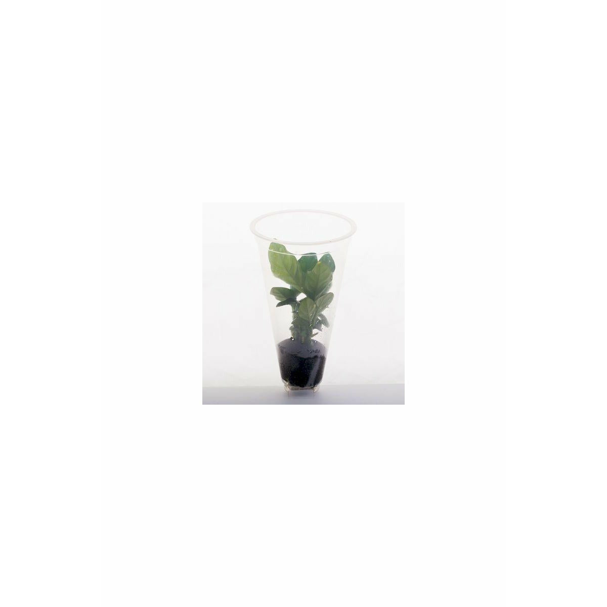 Anubias barteri "Coffeefolia"