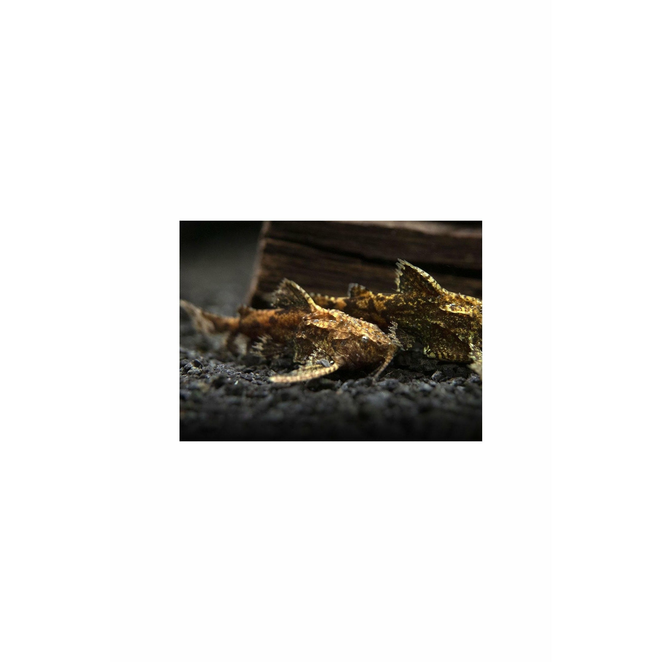 Hara hara, catfish, best4pets.in, 