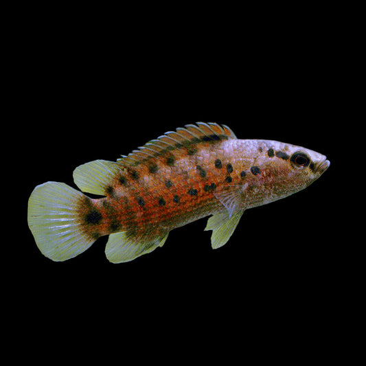 A photo of a Badis assamensis fish, commonly known as the Chameleon Fish, swimming in an aquarium with plant decorations.