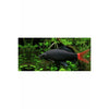 Red Tail Shark 2.75-3"