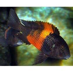 Tropheus Bemba Cichlid 1.5"