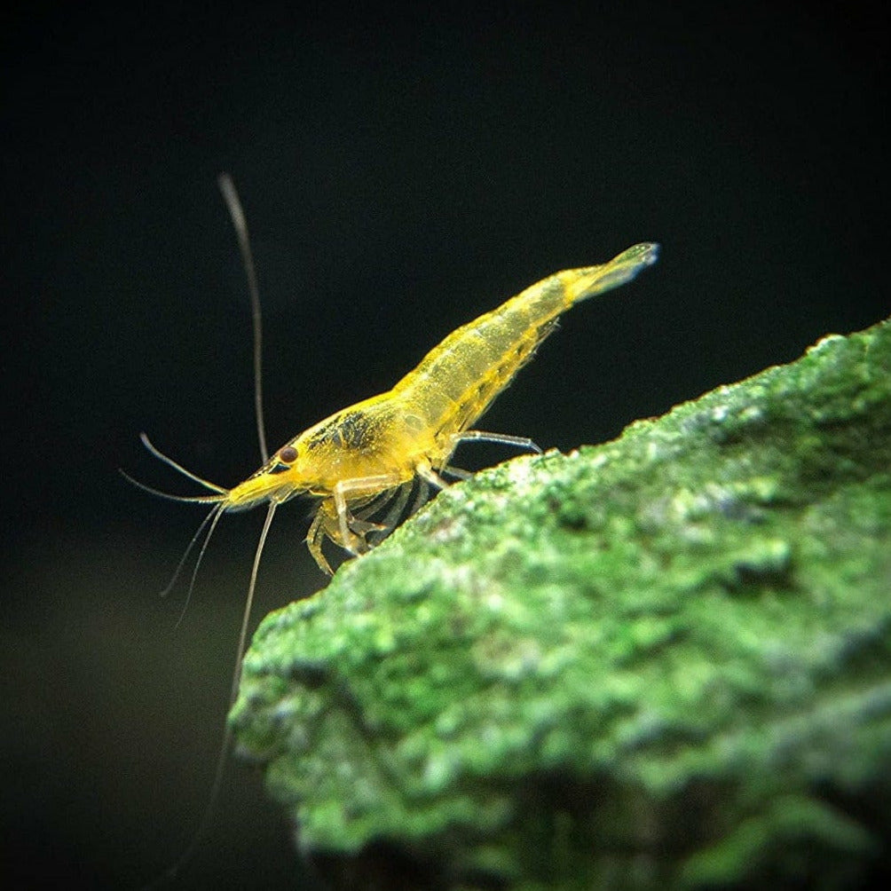 Yellow Shrimp (Neocaridina davidi - 1/2 Inch Long)