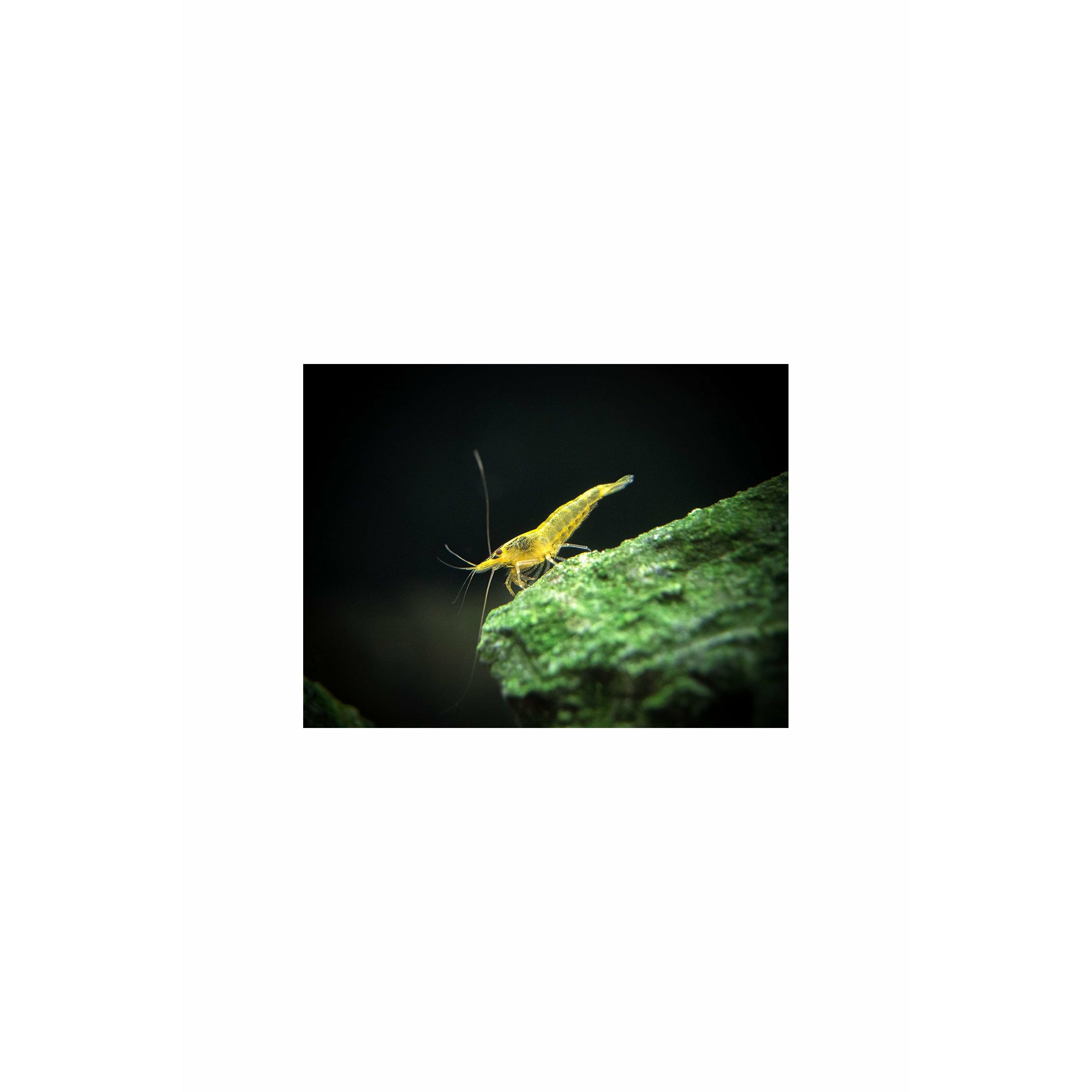 Yellow Shrimp (Neocaridina davidi - 1/2 Inch Long)