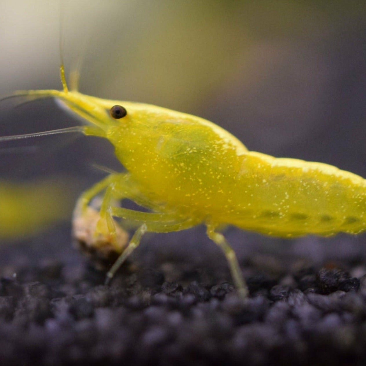 Yellow Shrimp (Neocaridina davidi - 1/2 Inch Long)