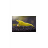 Yellow Shrimp (Neocaridina davidi - 1/2 Inch Long)