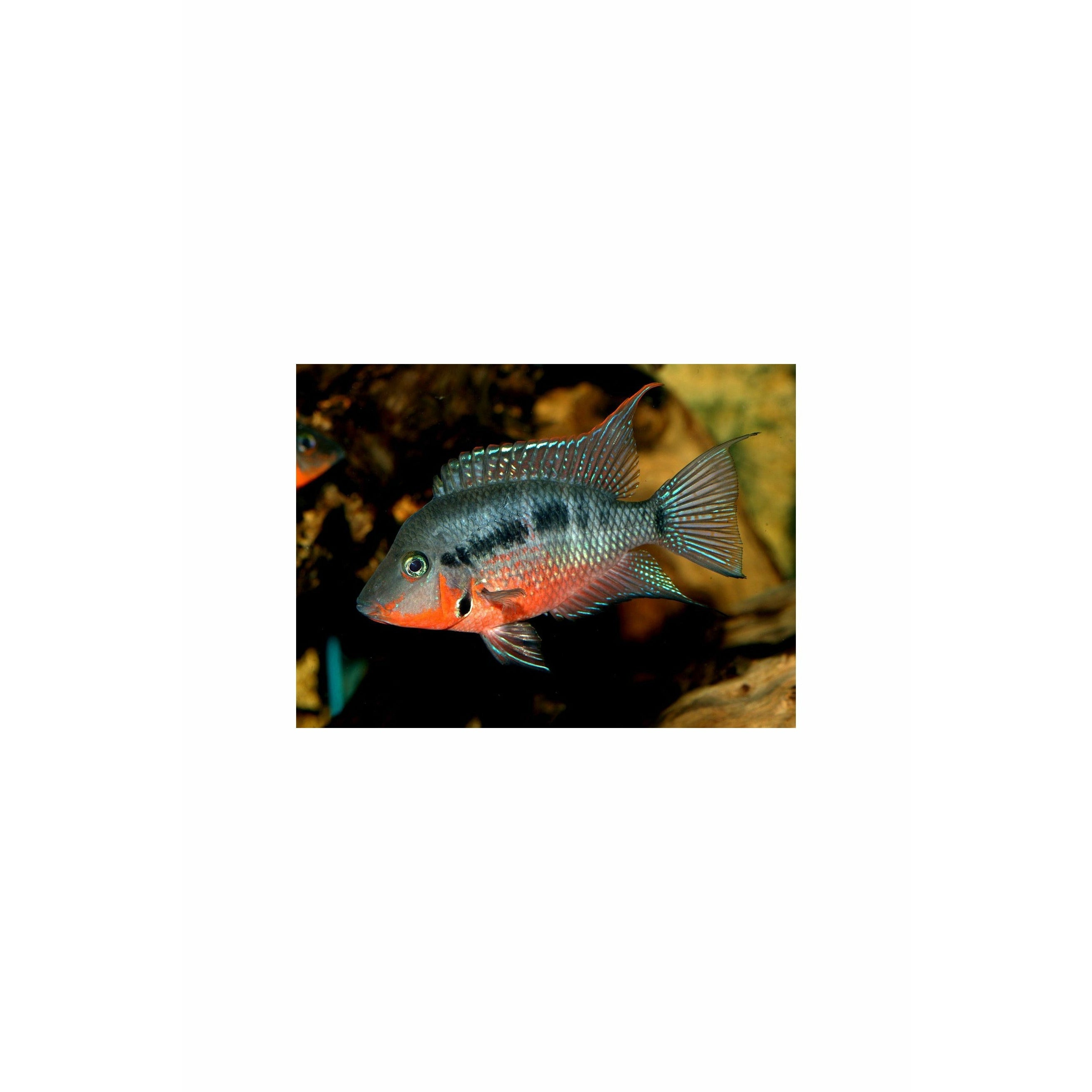 Firemouth Cichlid