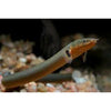Rope Fish 10-12inch