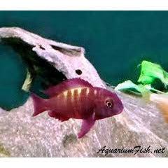 Tropheus Pink  2"