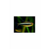 Load image into Gallery viewer, Black Neon Tetra