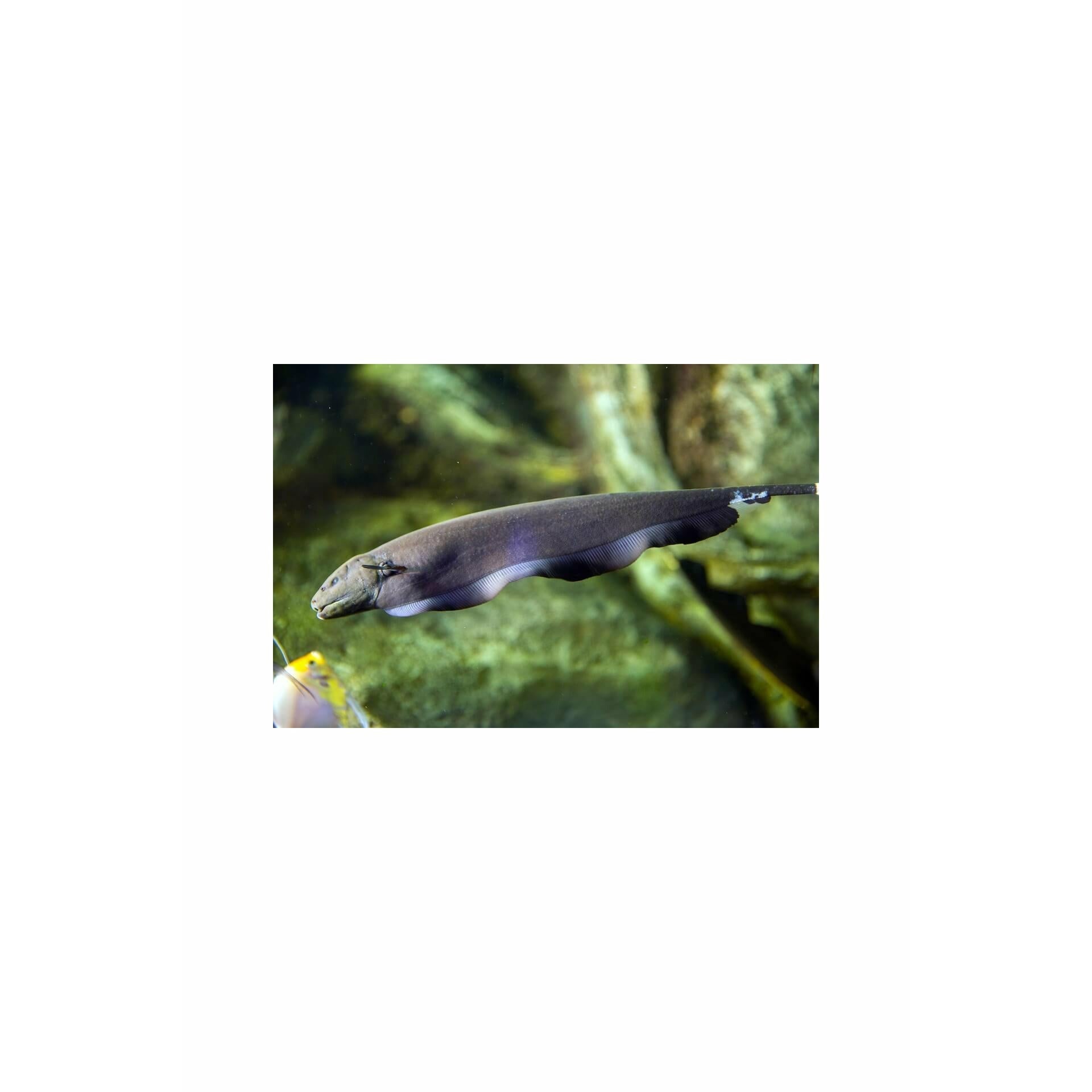 Black Ghost Knifefish 3"