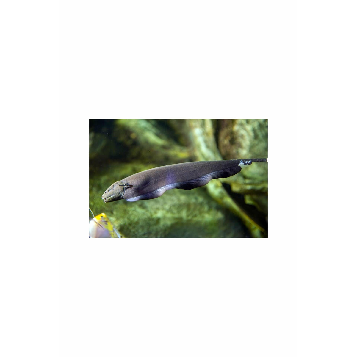Black Ghost Knifefish 3"