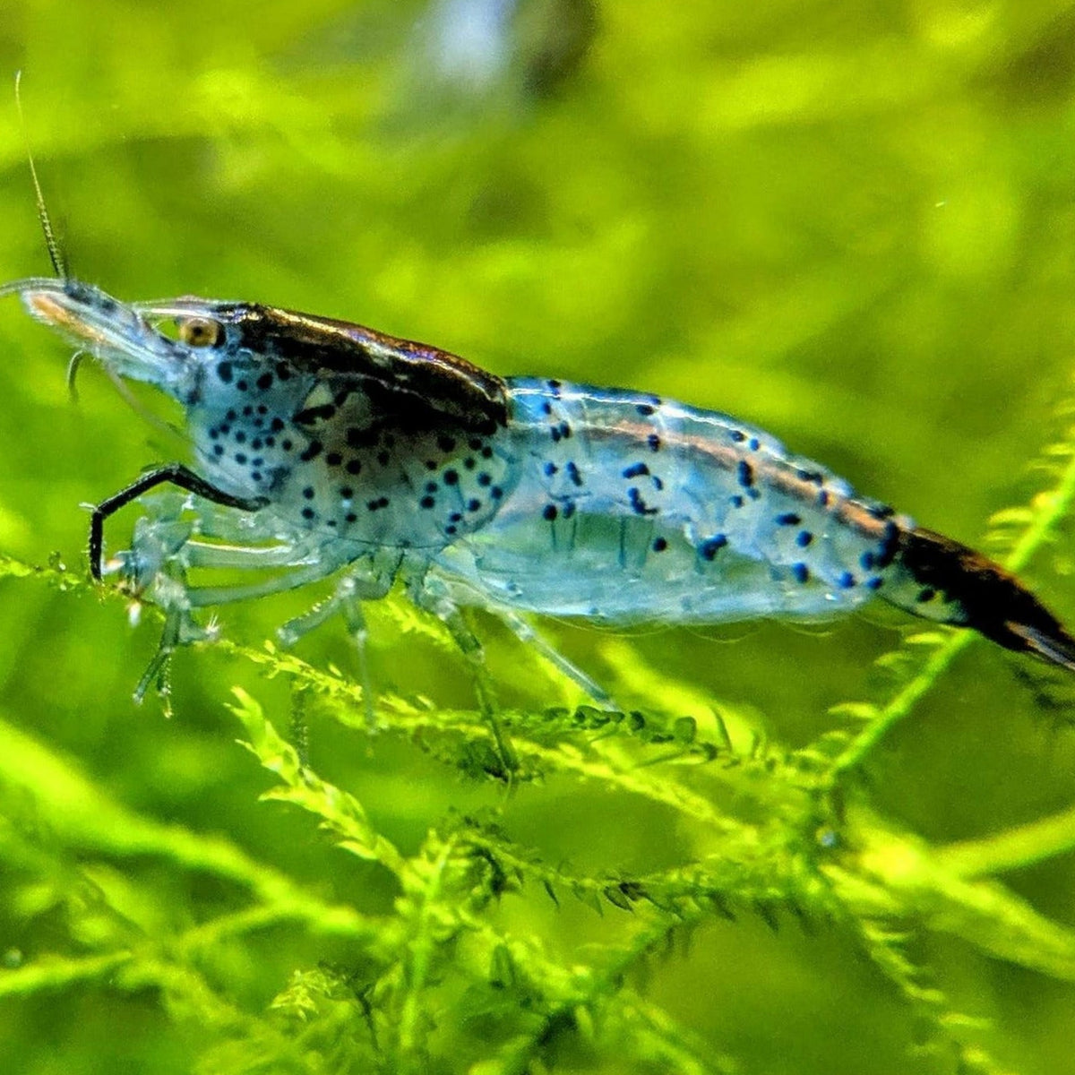 Buy Neocaridina Shrimp at Affordable Price – Best4Pets