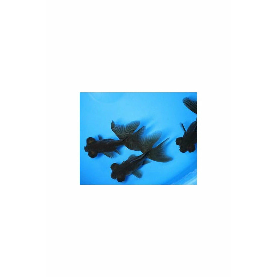 Black Butterfly Telescope Moor 4.5"