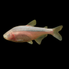 Blind Cave Tetra