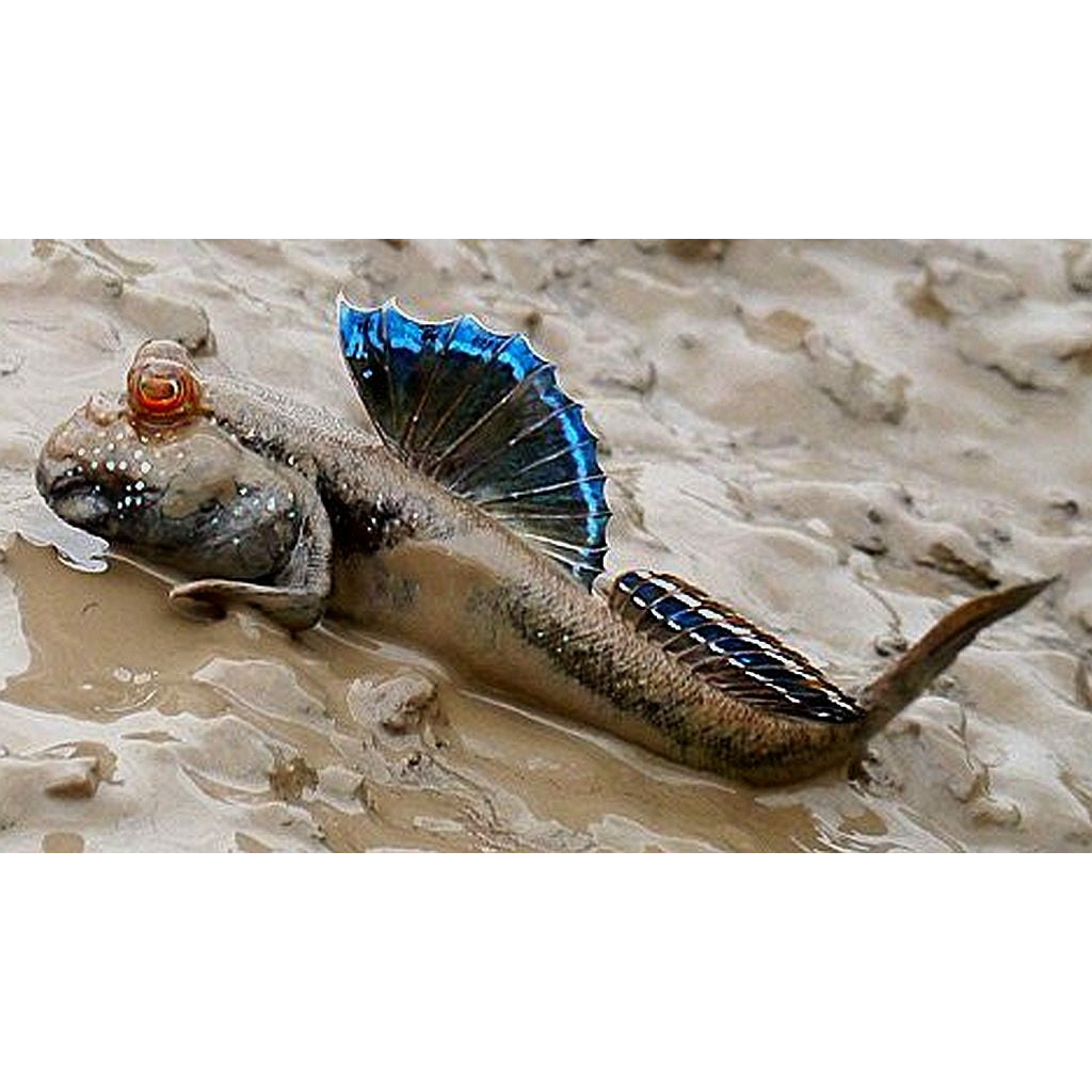 Blue Mudskipper