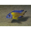 Blue Neon Cichlid (Import)