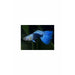 Blue Neon Guppy 2