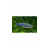 Load image into Gallery viewer, Blue Cochu Tetra