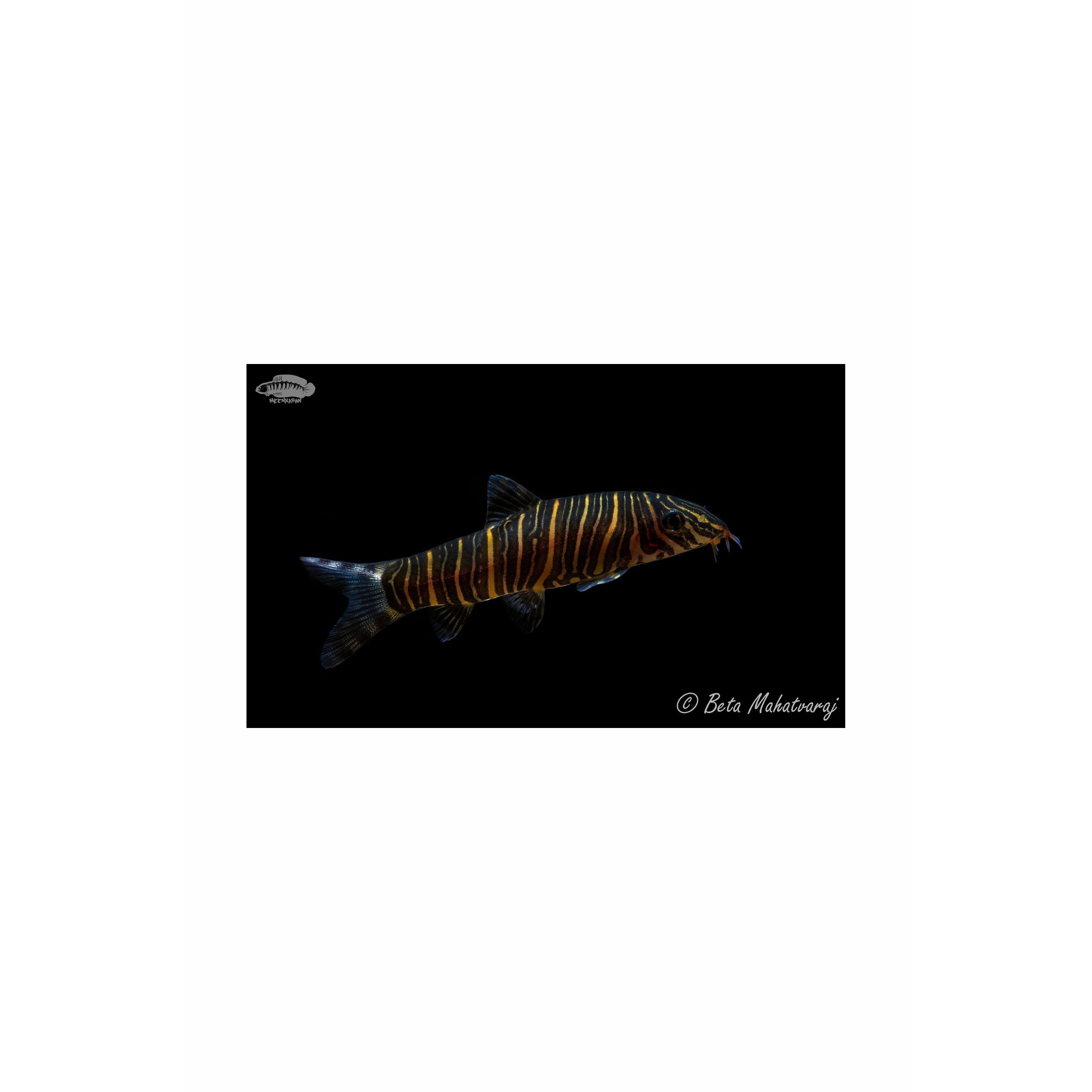 Zebra Loach / Botia striata