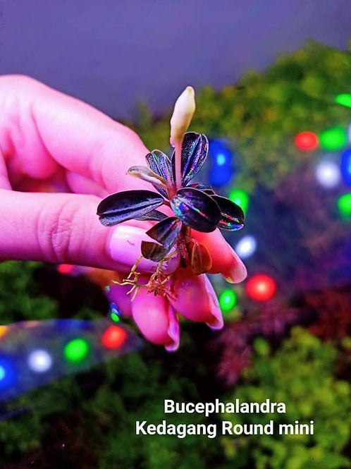 Bucephalandra kedagang "Mini Round"