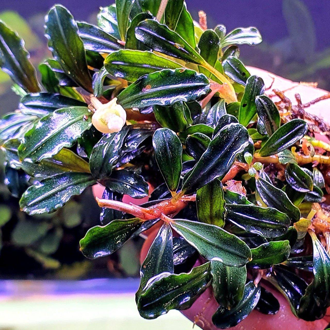 Bucephalandra brownie adinda