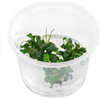 Bucephalandra pygmaea Submersed