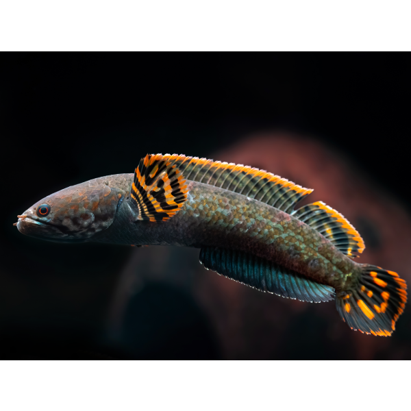 Channa brunnea 4-5"