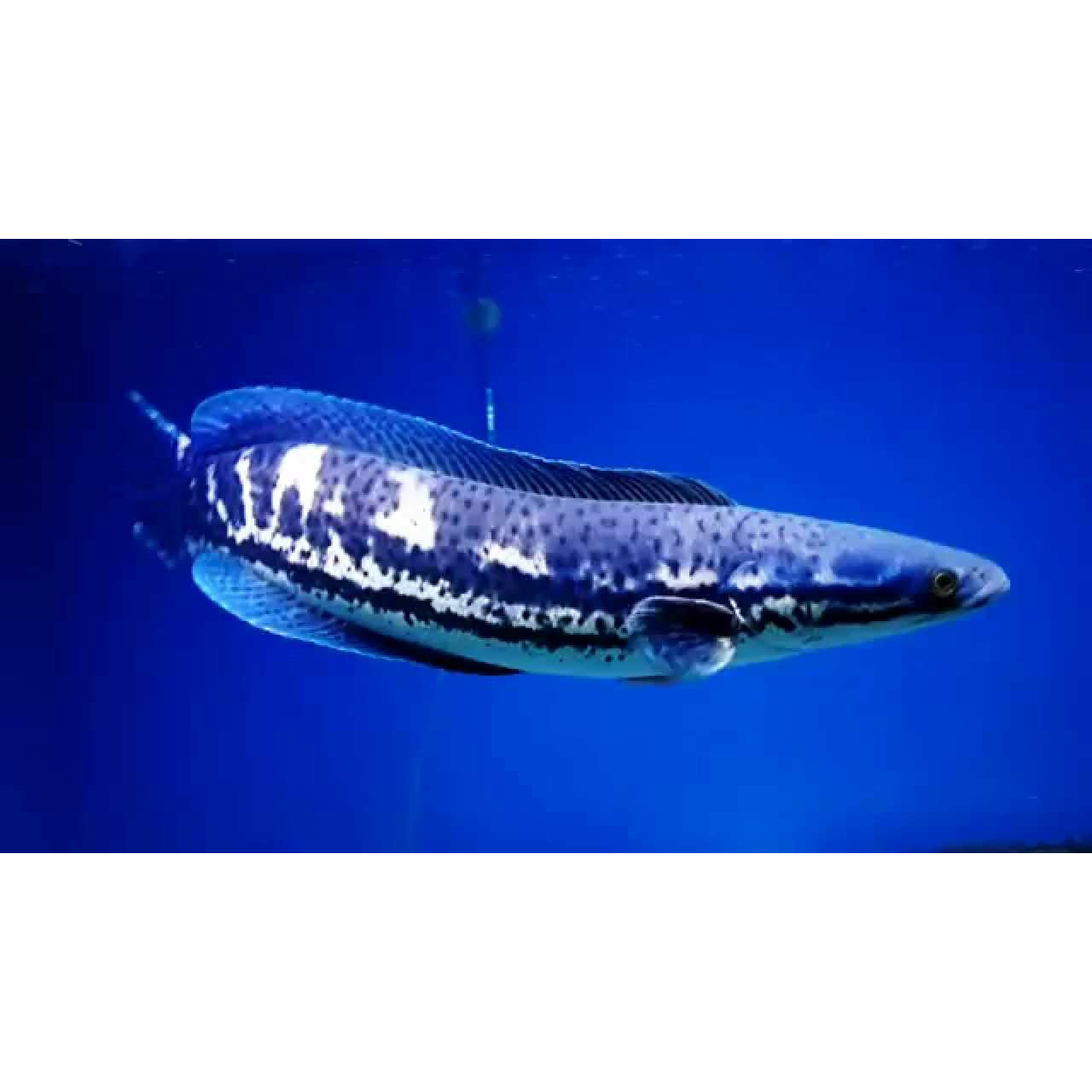 Channa diplogramma / Malabar Snakehead 4inch
