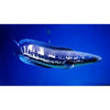 Channa diplogramma / Malabar Snakehead 4inch