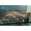 Gold Spot Puffer