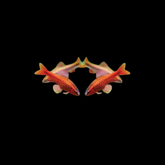 Cherry Barb
