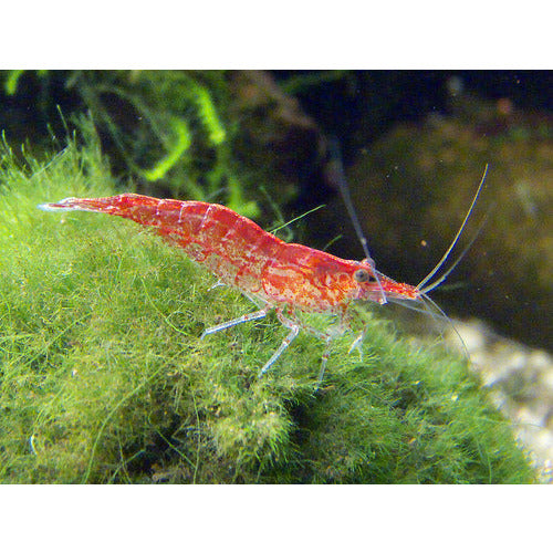 Cherry Red Shrimp (Regular Grade)