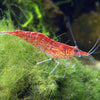 Cherry Red Shrimp (Regular Grade)
