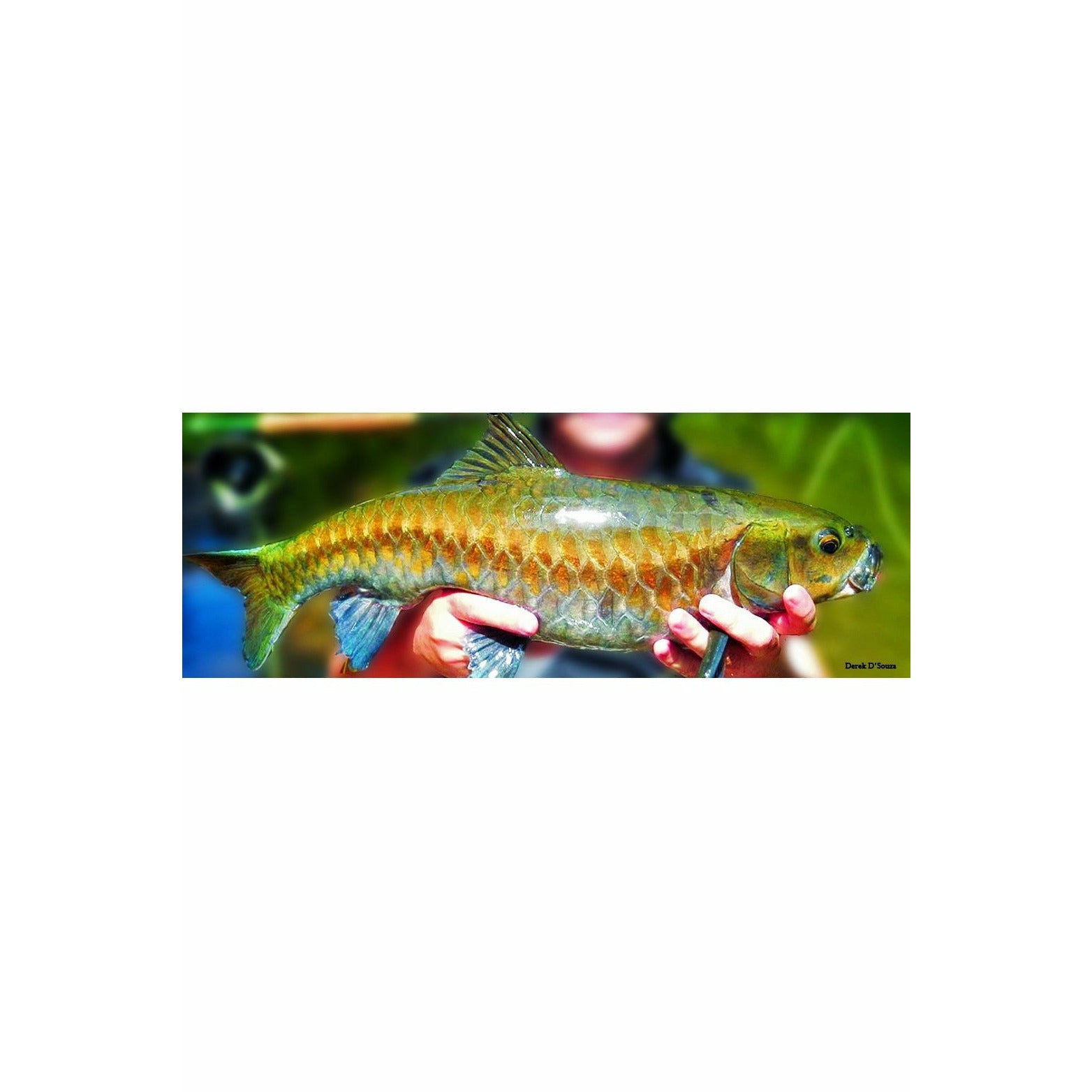 Chocolate Mahseer / Neolissochilus hexagonolepis 6"-7"