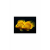 Yellow Parrot Cichlid, 3