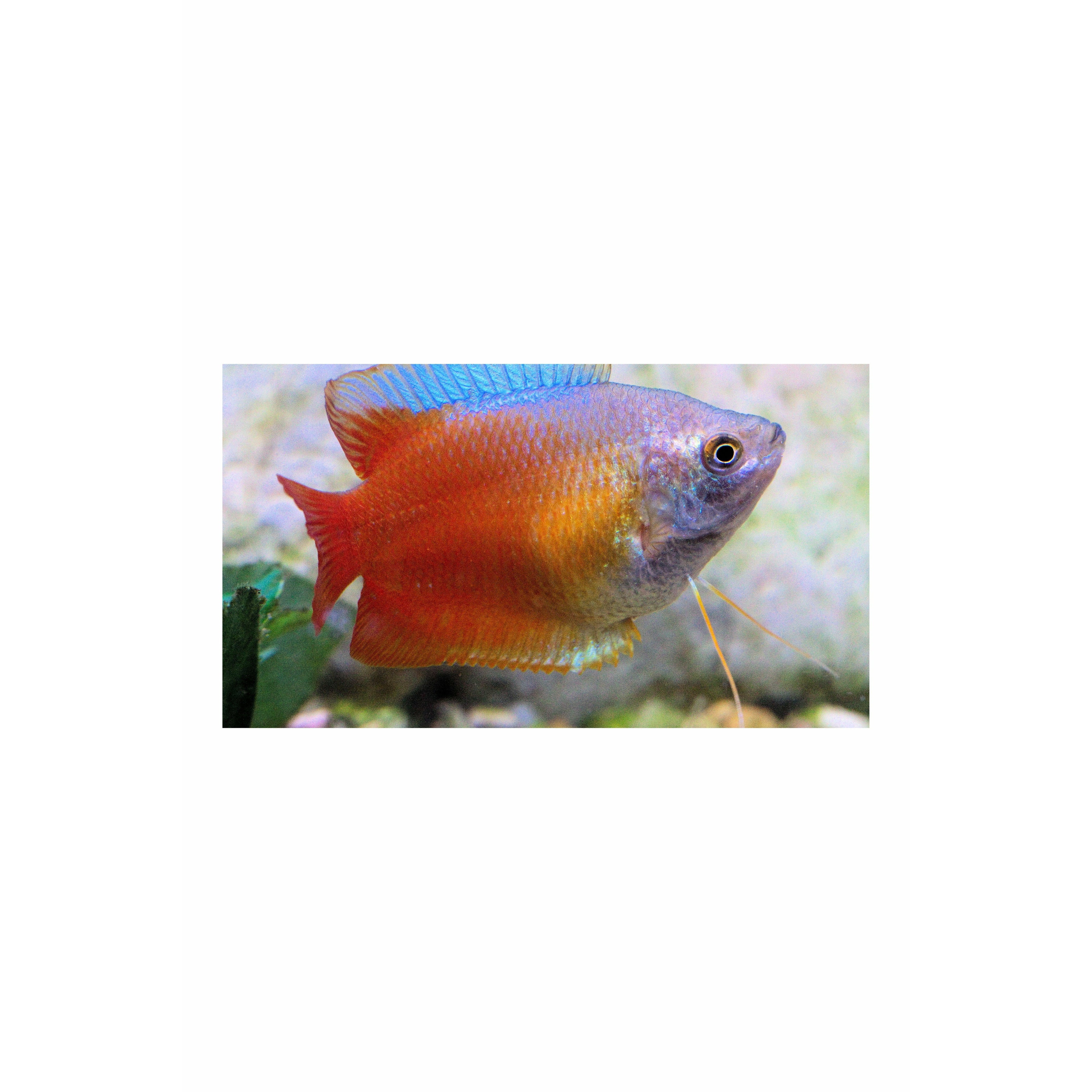Red Lily Gourami Large