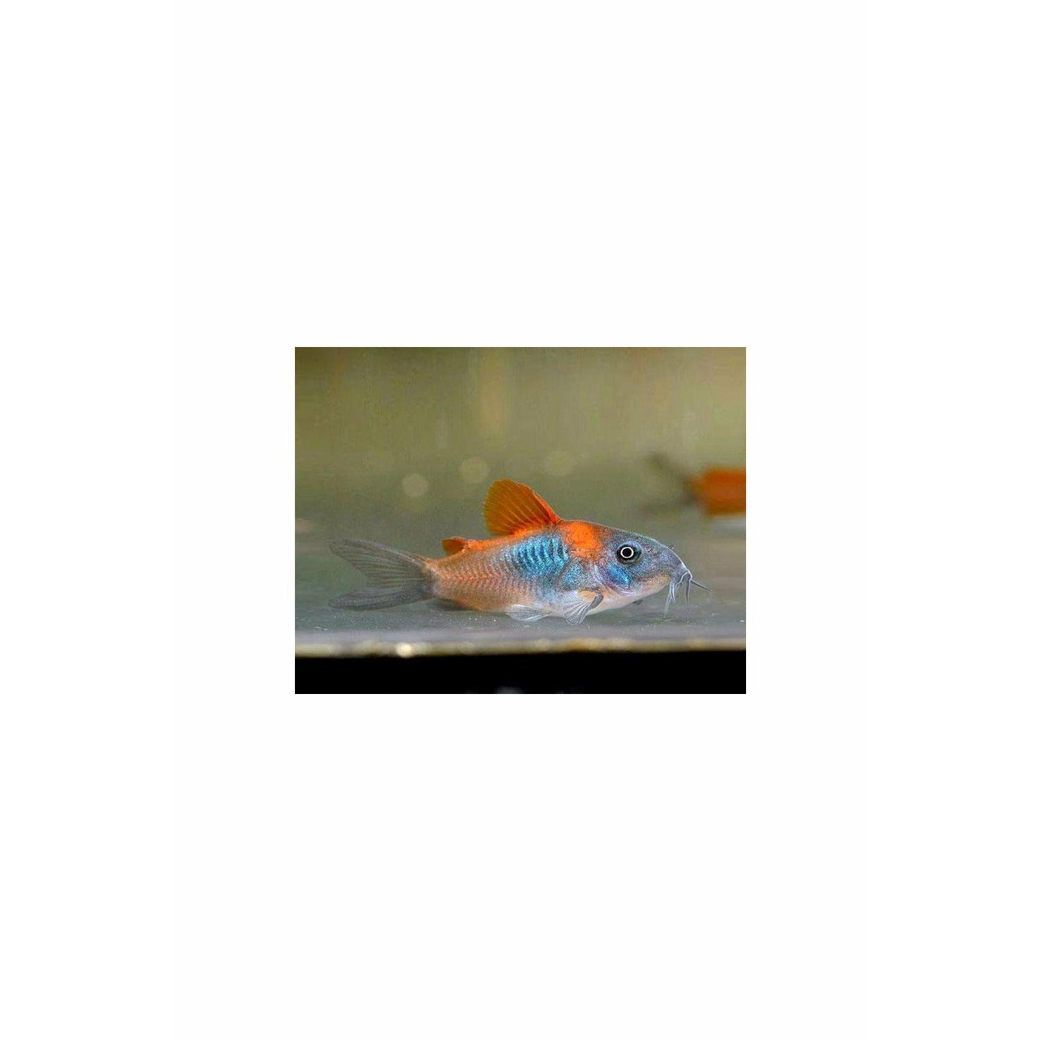 Orange Venezuelan Cory Catfish (CORYDORAS AENEUS "VENEZUELA"),