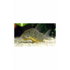 Sterbai Corydoras