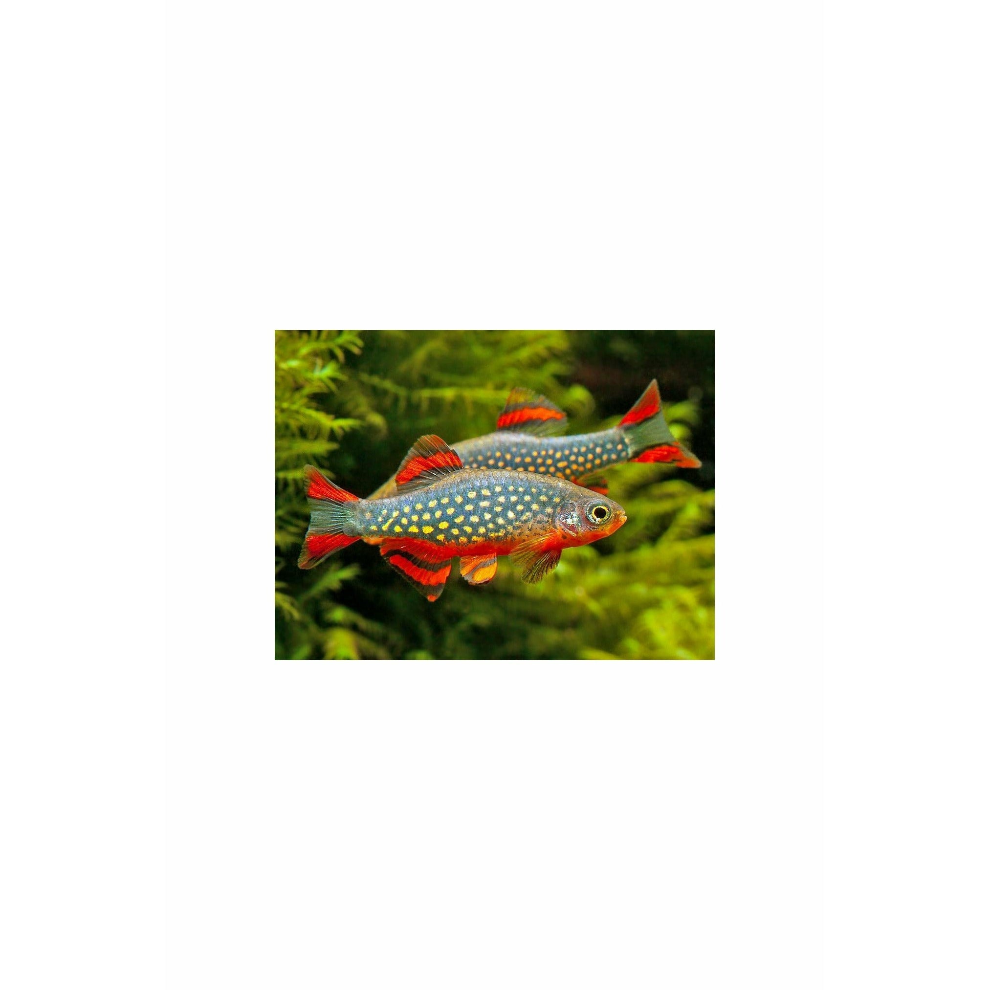 Celestial Pearl Danio (Celestichthys margaritatus)