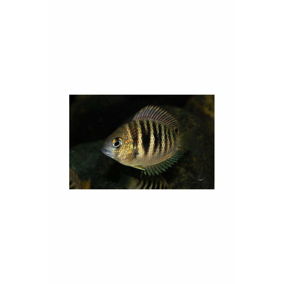 Etroplus canarensis / Roman Numeral Cichlid