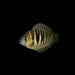 Etroplus canarensis / Roman Numeral Cichlid