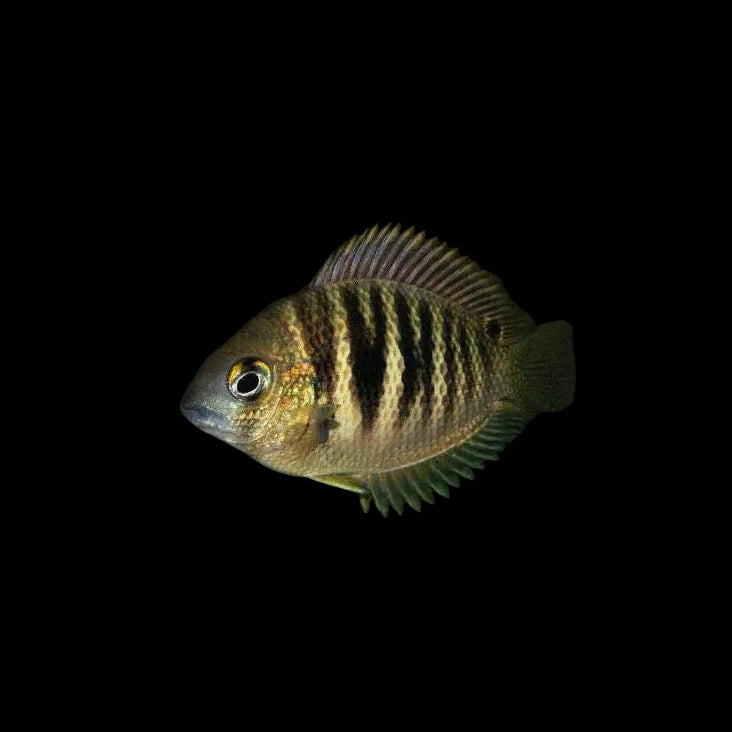 Etroplus canarensis / Roman Numeral Cichlid