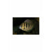 Etroplus canarensis Small 1