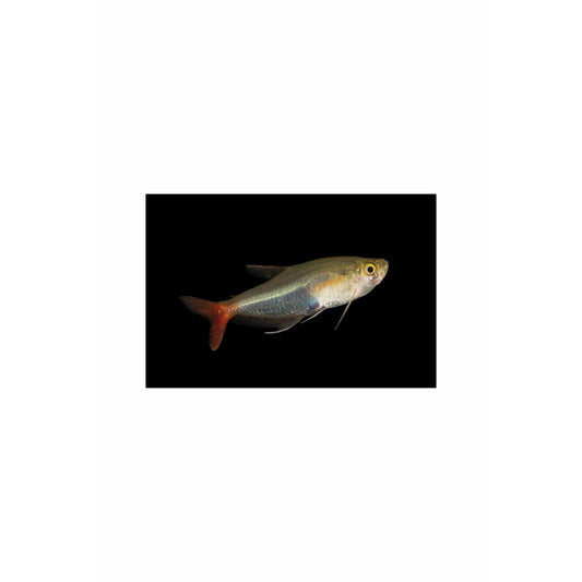 Glass Bloodfin Tetra