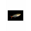 Glass Bloodfin Tetra