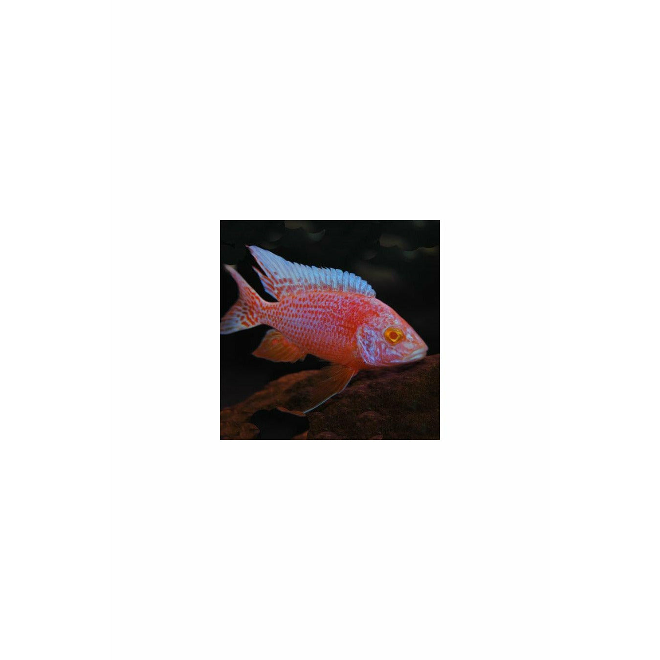 Red eye/ Albino Strawberry Cichlid 2"