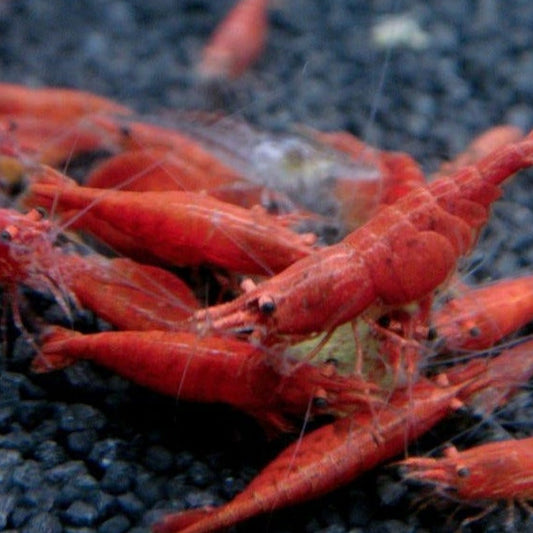 Fire Red Shrimp